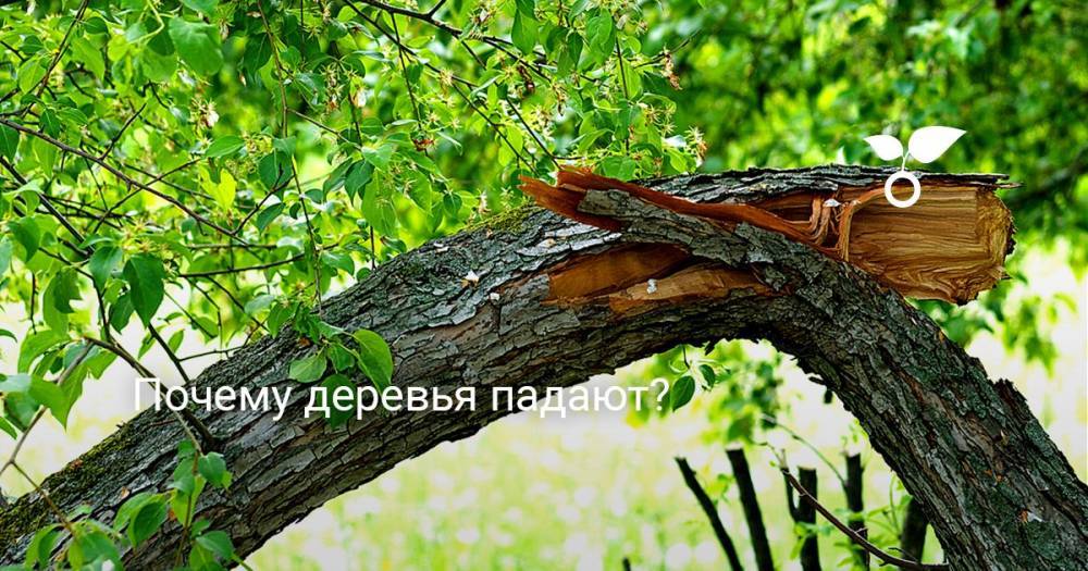 Почему деревья падают? - botanichka.ru