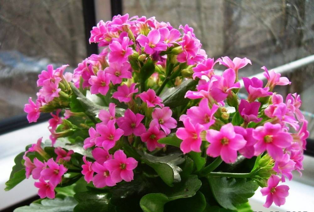 Выращиваем каланхоэ: разновидности цветка, фото и советы по уходу - sveklon.ru - Австралия - Мадагаскар