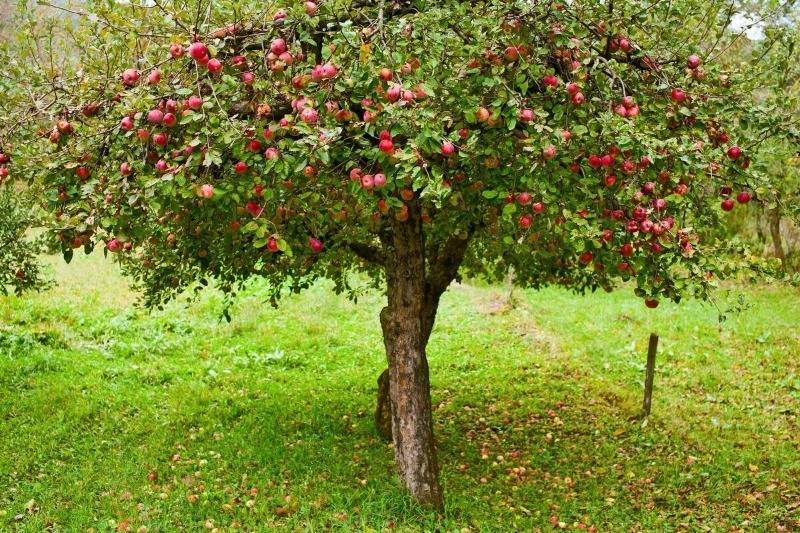 4 дерева и 3 кустарника, которые будут плодоносить даже в тени - orchardo.ru