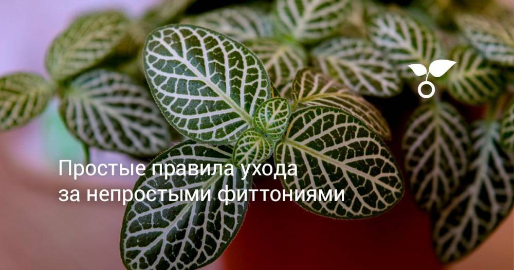 Простые правила ухода за непростыми фиттониями - botanichka.ru