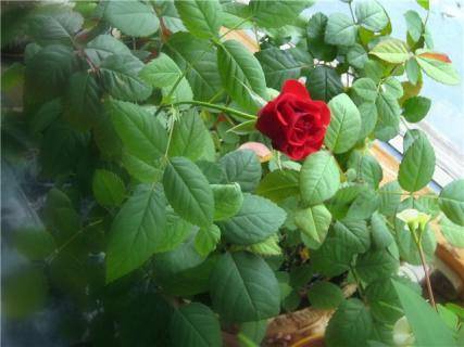 На листьях роз появился белый мучнистый налет, что делать? - sad-dacha-ogorod.com