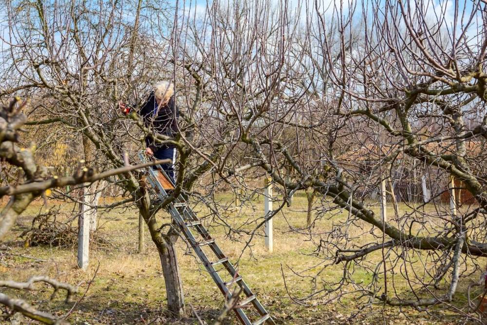 Как продлить жизнь старого дерева – все об омолаживающей обрезке и перепрививке - ogorod.ru