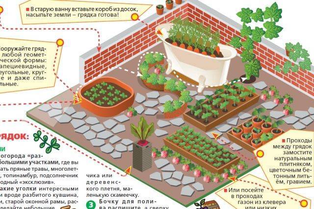 Как обустроить огород на участке? Инфографика - aif.ru