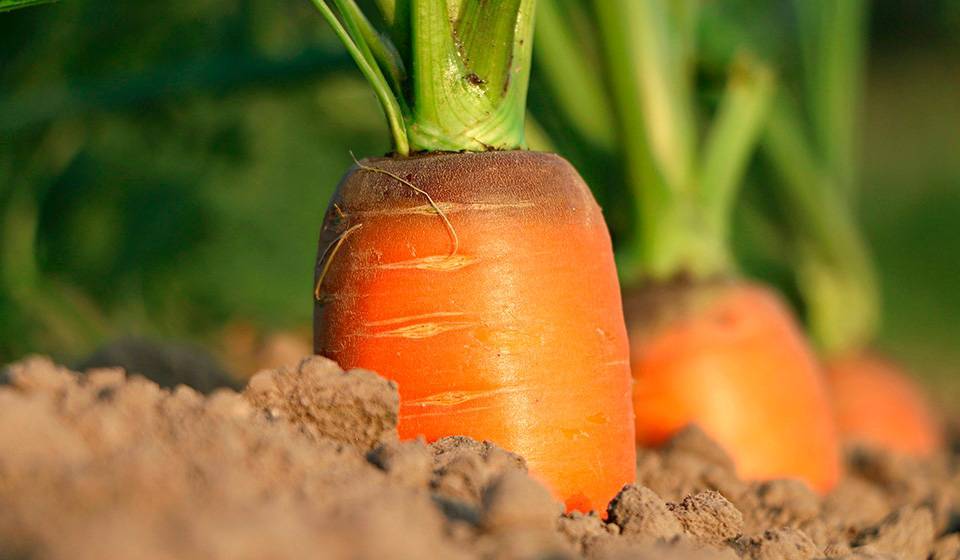 Морковь: как вырастить хороший урожай - kp.ru - Россия