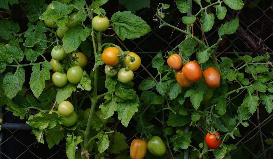 Уход за помидорами в открытом грунте - kp.ru