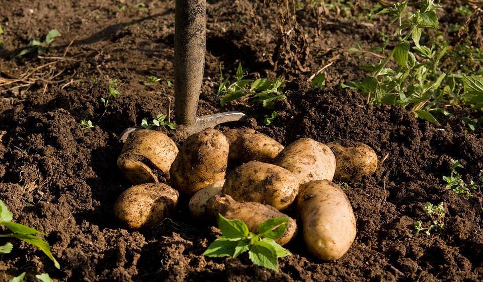 Хороший урожай картофеля - kp.ru