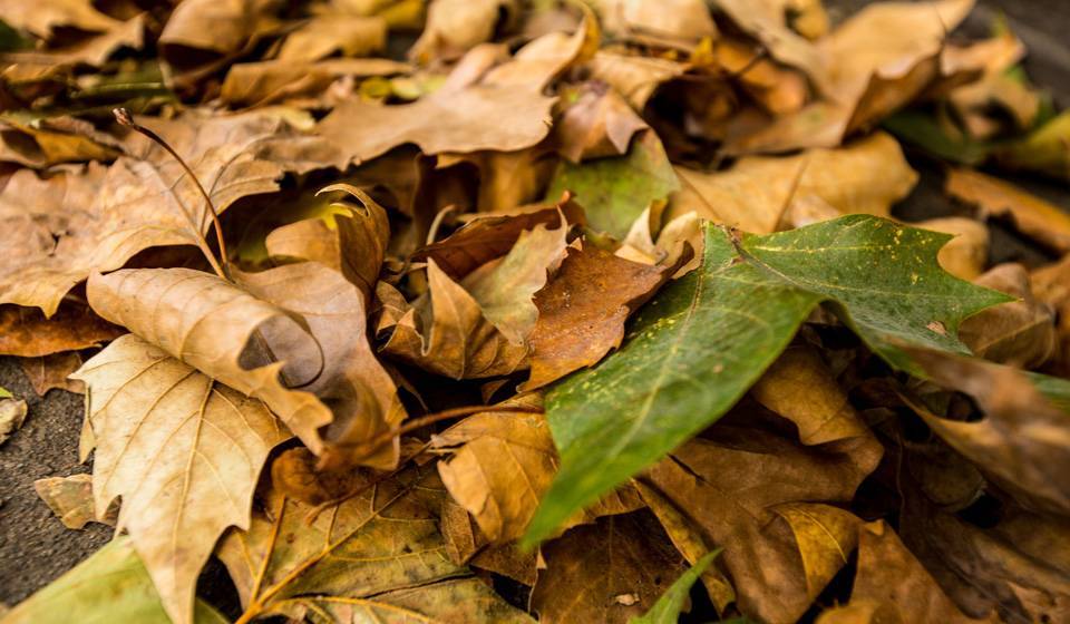 Осенние листья в саду: убирать ли их или нет - kp.ru