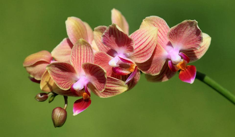 Фаленопсис орхидея - kp.ru - Голландия - Австралия - Филиппины