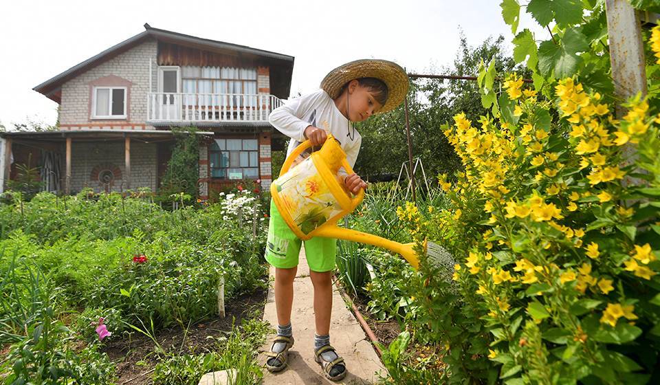 Что можно посадить в июне в огороде: сажаем овощи и растения в грунт - kp.ru