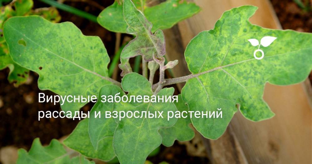 Вирусные заболевания рассады и взрослых растений - botanichka.ru