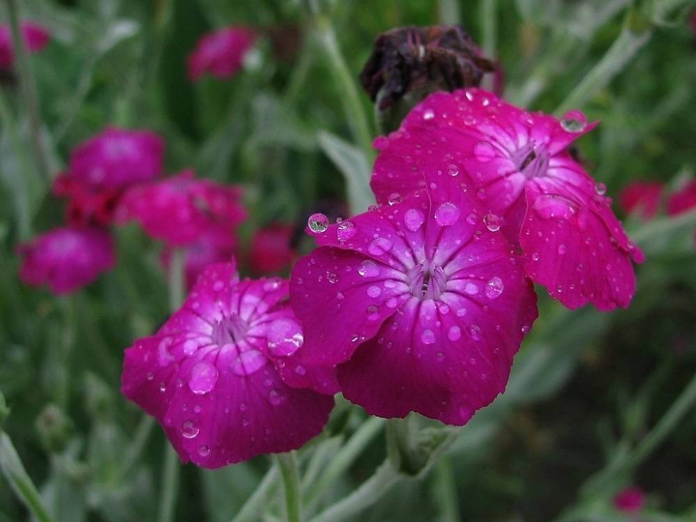 Цветы Лихнис (Вискария): посадка и уход, фото с названием, виды и сорта - fermilon.ru