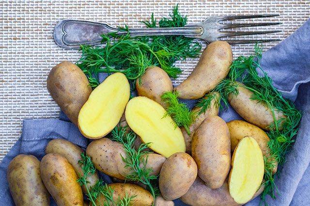 Картофель: как сохранить и приумножить урожай корнеплода - aif.ru
