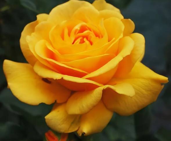 Роза флорибунда Golden Dreams (Голден Дримс): посадка и уход, отзывы - fermilon.ru - Дания