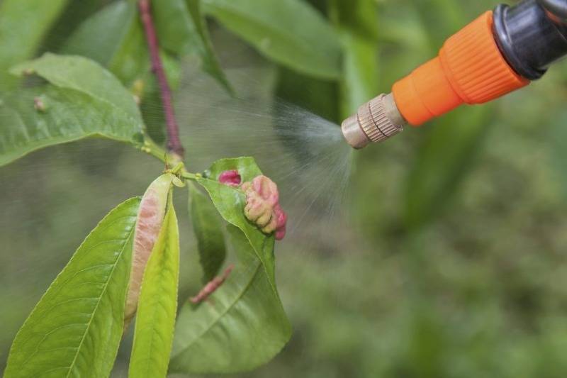 12 растений, которые обрабатывают от вредителей в начале апреля - orchardo.ru