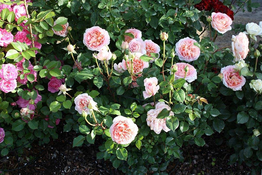Дэвид Остин - Английская парковая роза Дэвида Остина Абрахам Дерби: фото и описание - fermilon.ru - Англия