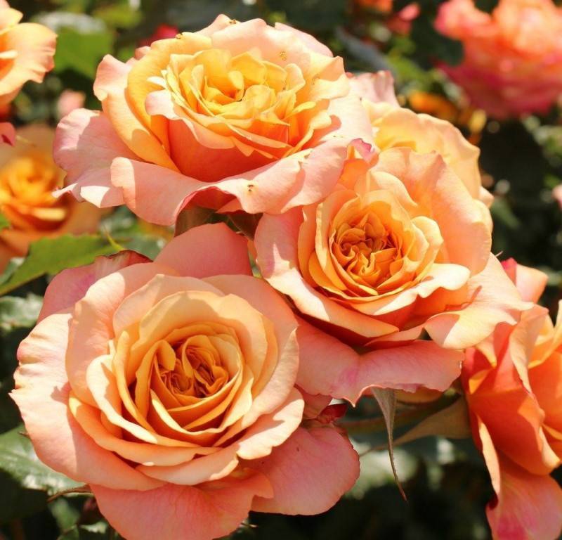 Вильгельм Кордес - Парковая роза Кордеса La Villa Cotta (Ла Вилла Кота): описание сорта, фото - fermilon.ru - Германия