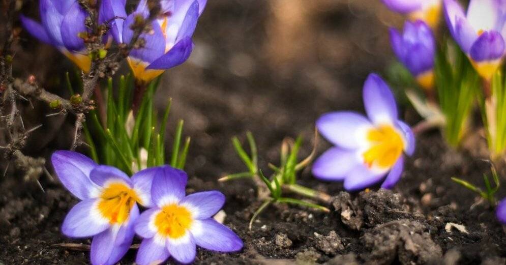 Календарь садовода: чем заняться на участке в апреле - rus.delfi.lv