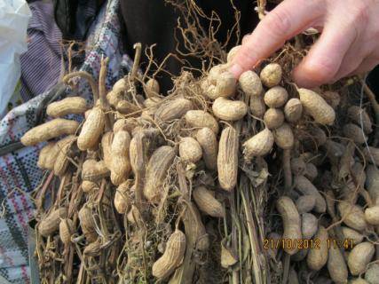 Как вырастить арахис из семян? - sad-dacha-ogorod.com - Китай - Украина