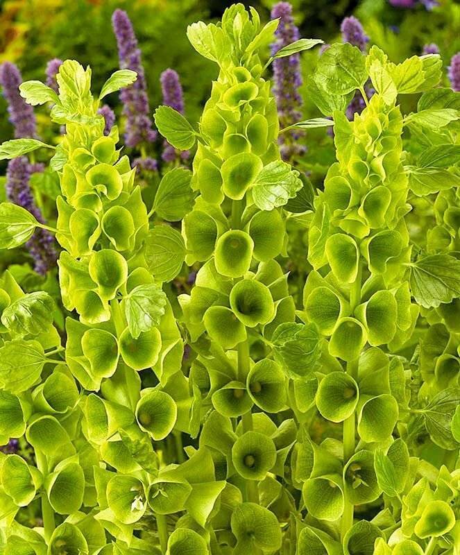 Ирландские колокольчики (молюцелла): выращивание из семян, посадка и уход - fermilon.ru