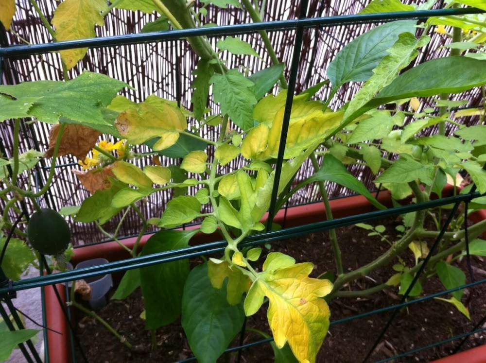 Почему у рассады томатов желтеют, сохнут и скручиваются листья - ogorod.ru