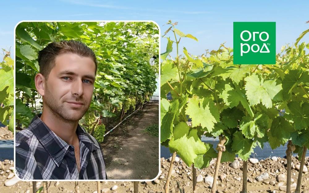 Как уберечь виноград от весенних заморозков – секреты виноградаря из Украины - ogorod.ru - Украина