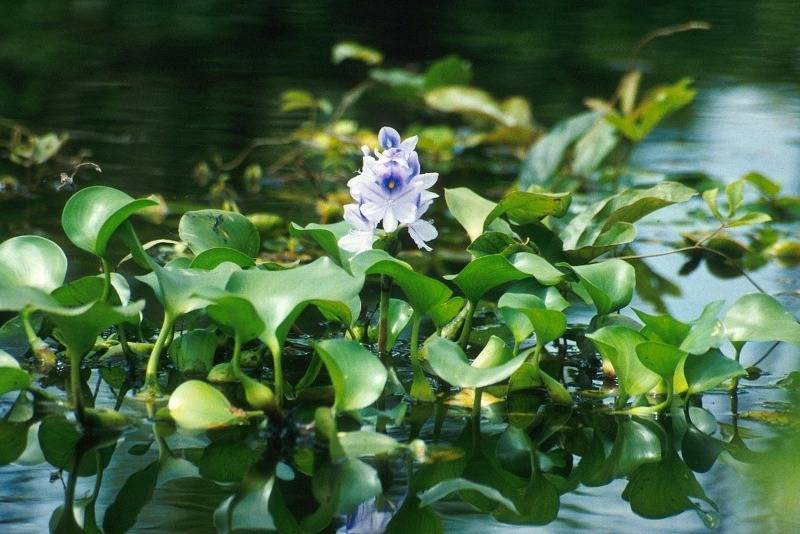 7 растений, которые быстро сделают воду в пруду прозрачной - orchardo.ru