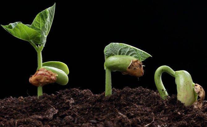 13 способов как ускорить прорастание семян - 7ogorod.ru