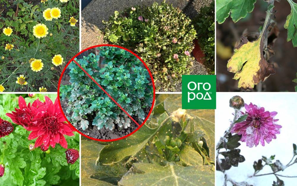 Почему хризантемы в саду не проснулись весной - ogorod.ru