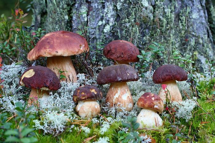 Какие съедобные грибы растут в Ленинградской области: названия, фото и описание - sveklon.ru - Ленобласть обл.