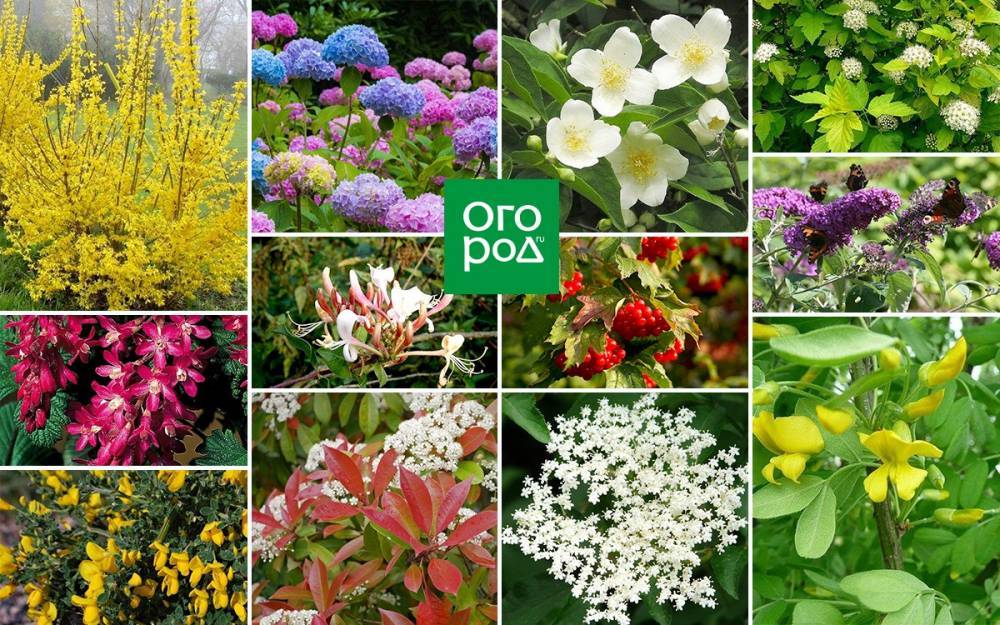 15 быстрорастущих декоративных кустарников, которые преобразят участок - ogorod.ru