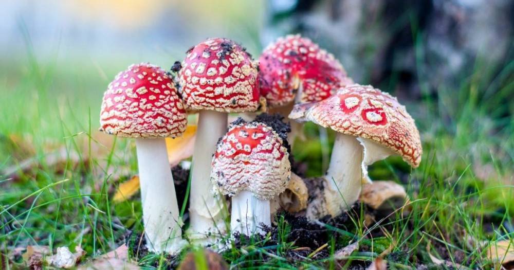 Какие ядовитые грибы растут в Ленинградской области: описание и фото - sveklon.ru - Санкт-Петербург - Ленобласть обл.