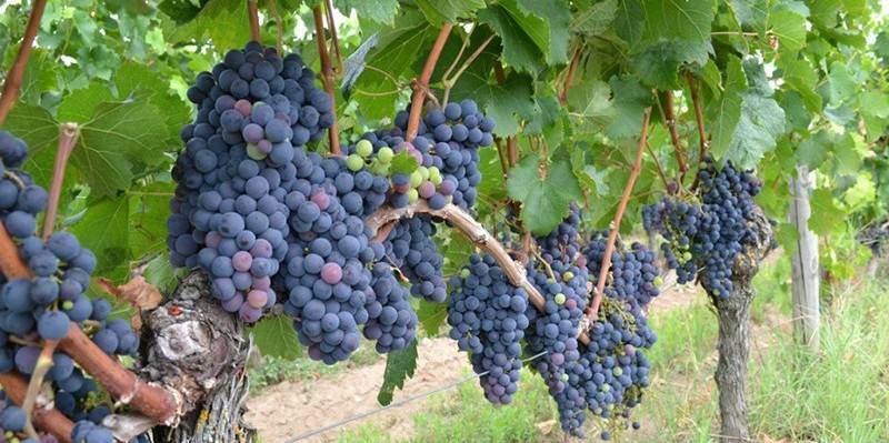 Названия и особенности выращивания восточных сортов винограда - sad-dacha-ogorod.com - Иран - Турция - Молдавия - Узбекистан - Таджикистан - Туркмения - Афганистан