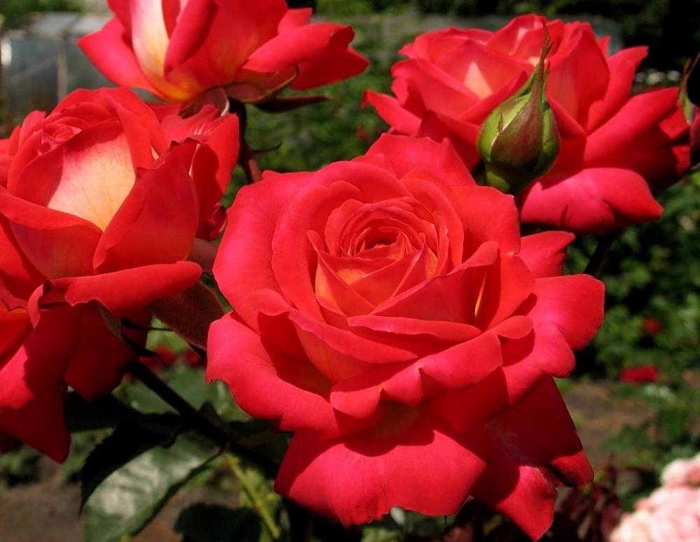 Дэвид Остин - Английская плетистая роза флорибунда Midsummer (Мидсаммер) - fermilon.ru - Германия