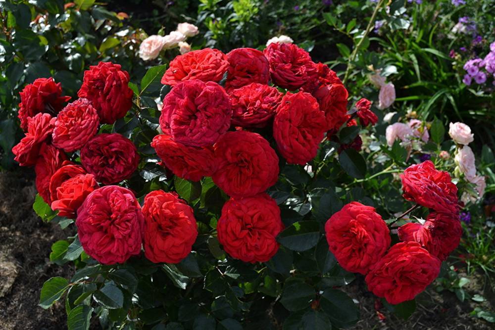 Английская пионовидная кустовая роза Red Piano (Ред Пиано) - fermilon.ru - Россия - Германия