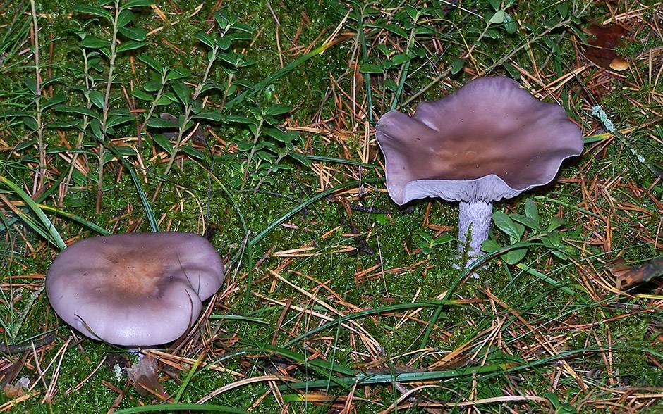 Виды фиолетовых грибов: названия, описание и фото - sveklon.ru