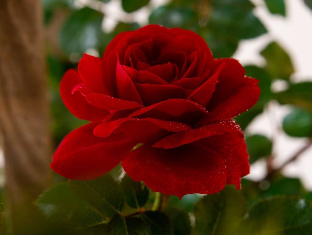 Плетистая роза Amadeus (Амадеус): фото и описание, отзывы - fermilon.ru