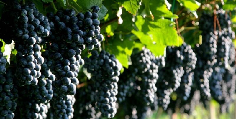 Краткое описание сортов винограда - sad-dacha-ogorod.com - Украина - Запорожье