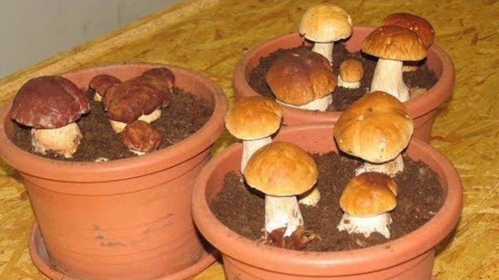 Как вырастить белые грибы дома на подоконнике: правила и инструкция - sveklon.ru