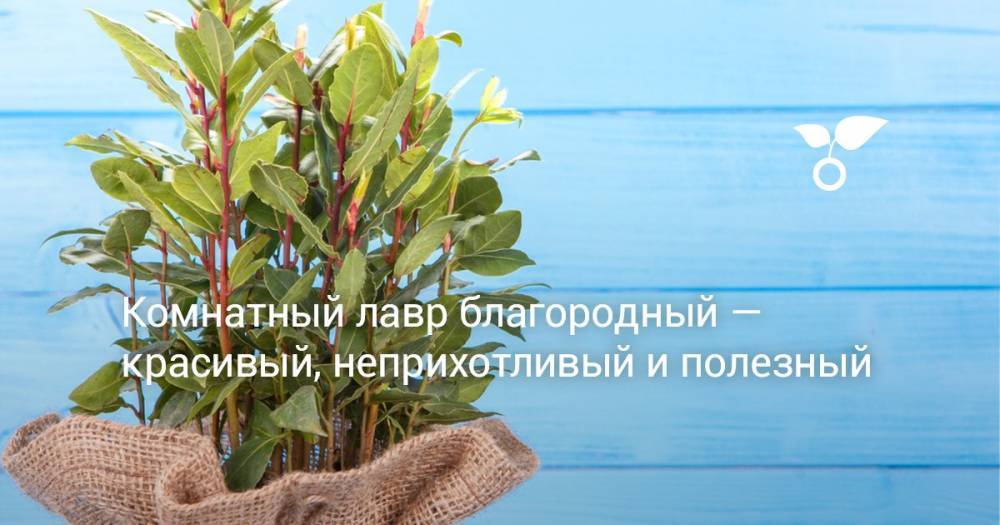 Комнатный лавр благородный — красивый, неприхотливый и полезный - botanichka.ru