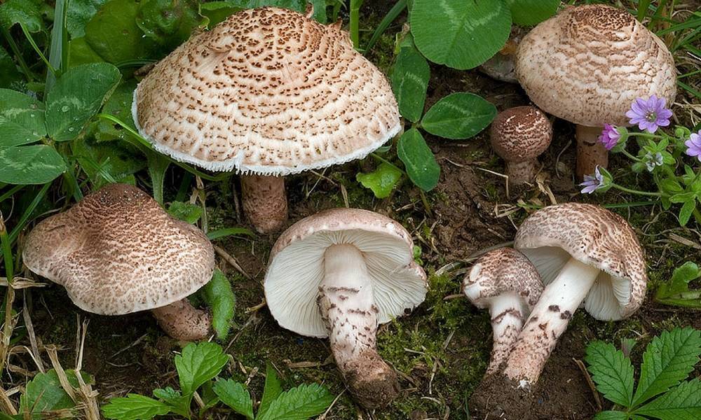 Ядовитые грибы Крыма: названия, фото и описание - sveklon.ru - Крым