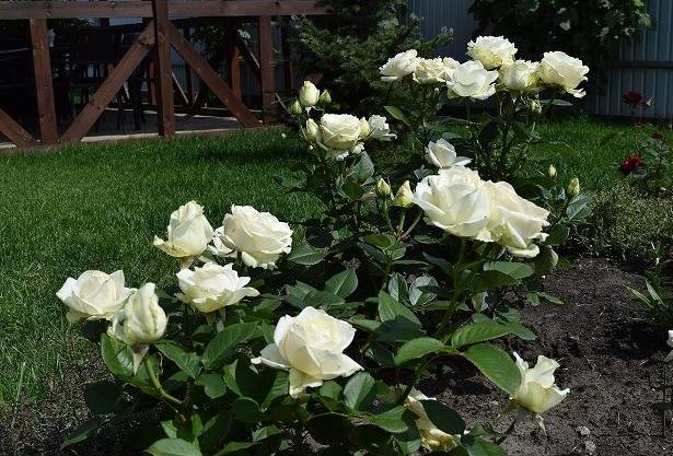 Чайно-гибридная роза сорта Mondiale (Мондиаль): фото и описание, отзывы - fermilon.ru - Германия