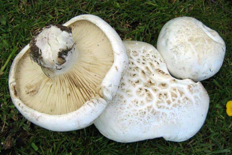 Где найти белый горный гриб в Крыму: описание, места распространения и фото - sveklon.ru - Крым