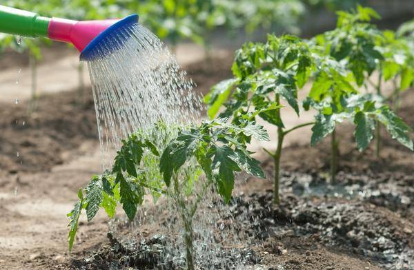 Чем лучше поливать растения: шлангом или лейкой