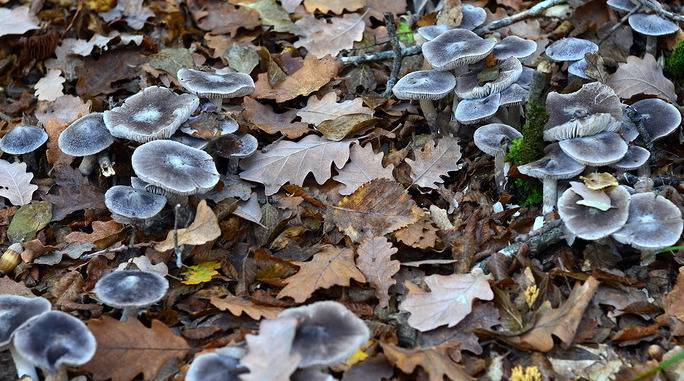 Jaké houby lze pěstovat po celý rok: druhy a metody