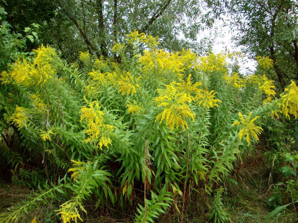 Растение золотарник: фото и описание, виды и сорта, где и как растет, посадка и уход - fermilon.ru