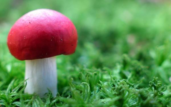 Виды грибов с красной шляпкой: названия, описание и фото - sveklon.ru