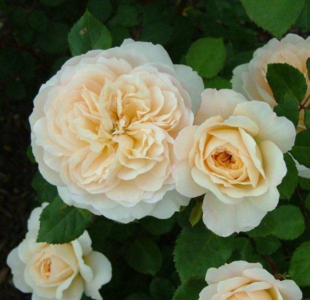 Роза Остина - Дэвид Остин - Английская парковая роза Остина Crocus Rose (Крокус Роуз) - fermilon.ru - Россия