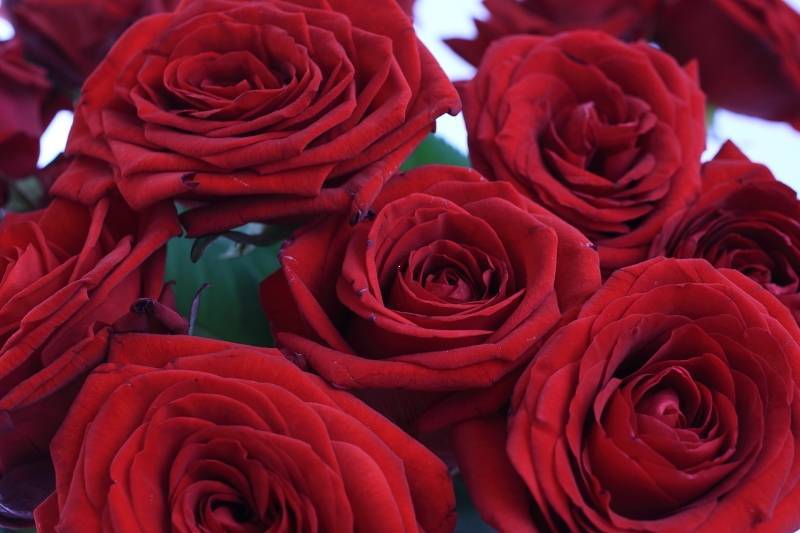 Чайно-гибридная роза Red Naomi (Ред Наоми): фото и описание, отзывы - fermilon.ru - Голландия