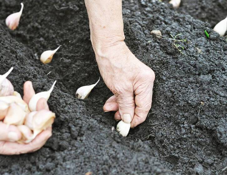 Выращивание и уход за яровым чесноком в открытом грунте весной - fermilon.ru