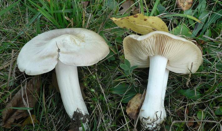 Виды грибов с белой ножкой: описание и фото - sveklon.ru